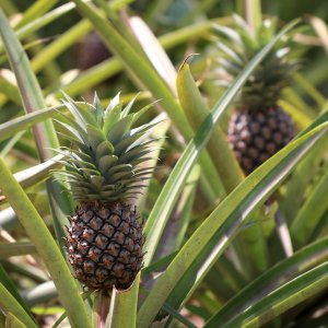 Ananas comusus (Ananasovník) - kont. C5L, výška 40-60 cm